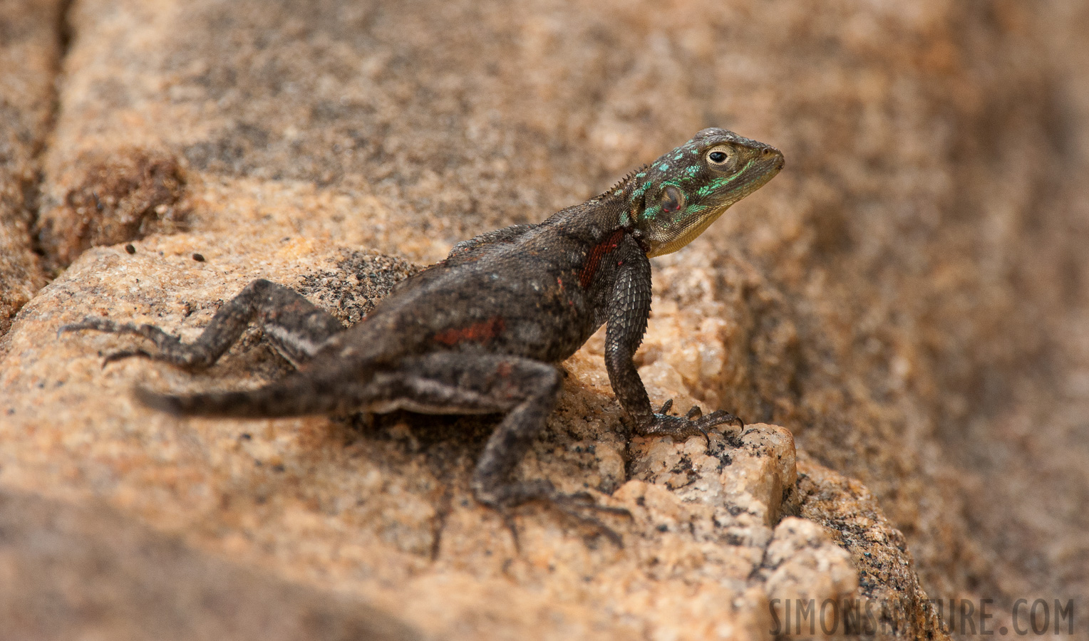 Agama lionotus [550 mm, 1/800 Sek. bei f / 8.0, ISO 2000]